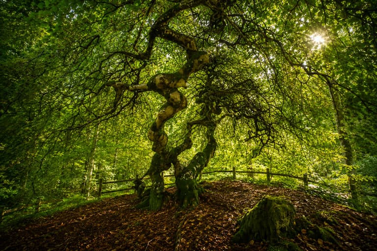 Arbre à Reims, symbole de continuité après une perte